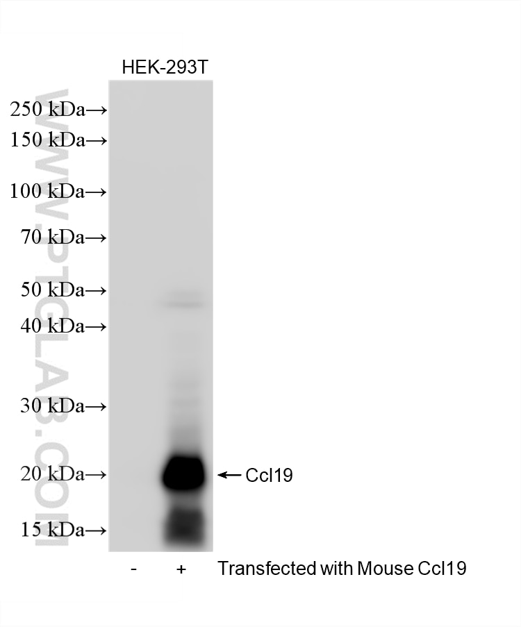 Western Blot (WB) analysis of various lysates using CCL19/MIP-3 beta Recombinant monoclonal antibody (85861-1-RR)