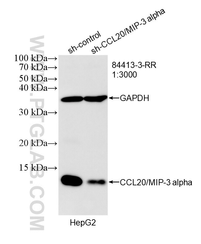 Western Blot (WB) analysis of HepG2 cells using CCL20/MIP-3 alpha Recombinant monoclonal antibody (84413-3-RR)
