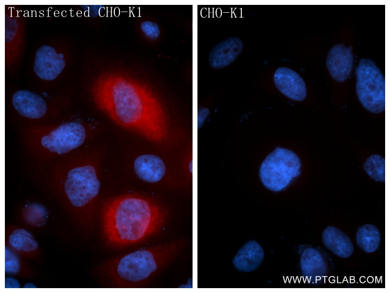 Immunofluorescent analysis of (4% PFA) fixed Transfected CHO-K1 using CCL20/MIP-3 alpha antibody (86607-3-RR, Clone: 250116E12 ) at dilution of 1:400 and CoraLite®594-Conjugated Goat Anti-Rabbit IgG(H+L) (SA00013-4). This data was developed using the same antibody clone with 86607-3-PBS in a different storage buffer formulation. Immunofluorescence (IF) / fluorescent staining of Transfected CHO-K1 using CCL20/MIP-3 alpha Recombinant monoclonal antibody (86607-3-RR)