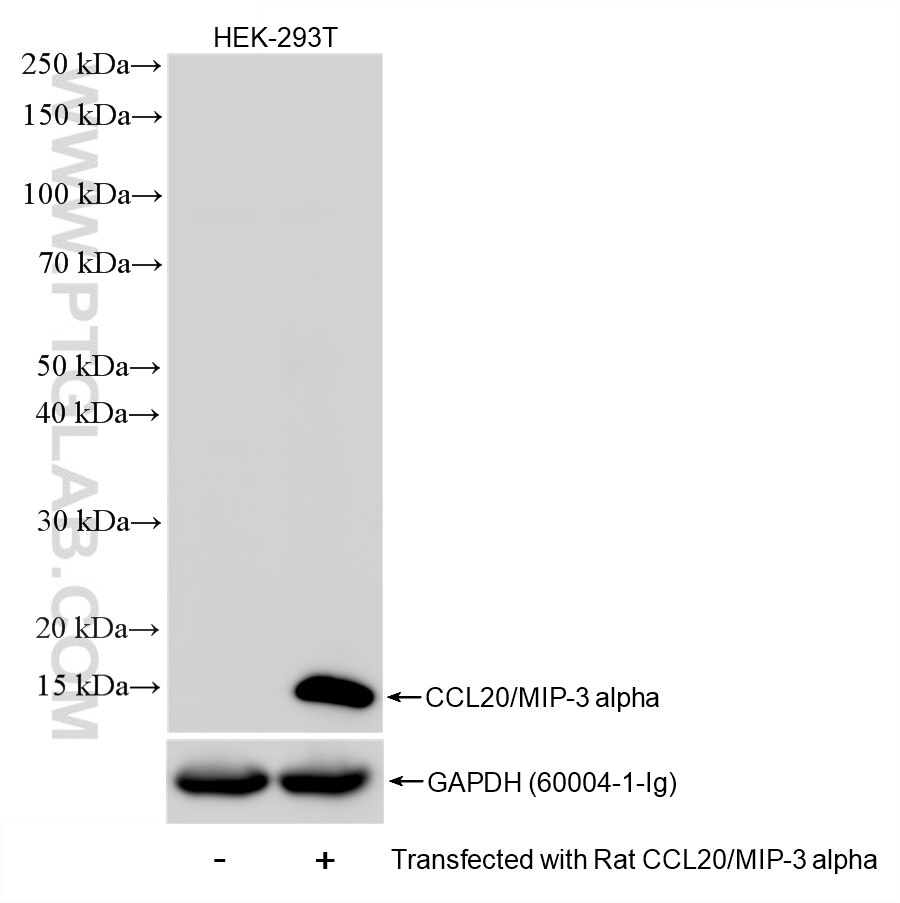 Non-transfected and rat CCL20-transfected HEK-293T cells were subjected to SDS PAGE followed by western blot with 86607-3-RR (CCL20/MIP-3 alpha antibody) at dilution of 1:2000 incubated at room temperature for 1.5 hours. This data was developed using the same antibody clone with 86607-3-PBS in a different storage buffer formulation. Western Blot (WB) analysis of HEK-293T cells using CCL20/MIP-3 alpha Recombinant monoclonal antibody (86607-3-RR)