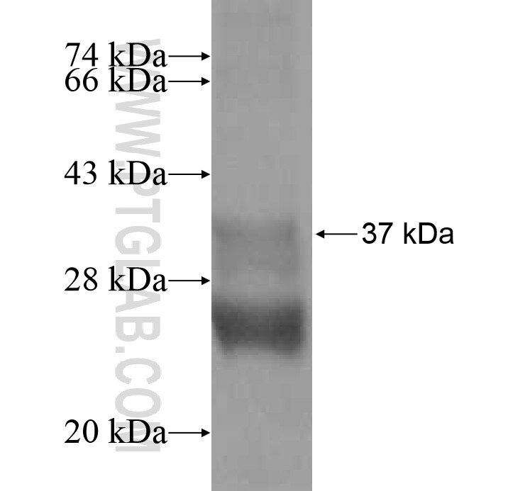 CCL23 fusion protein Ag12346 SDS-PAGE