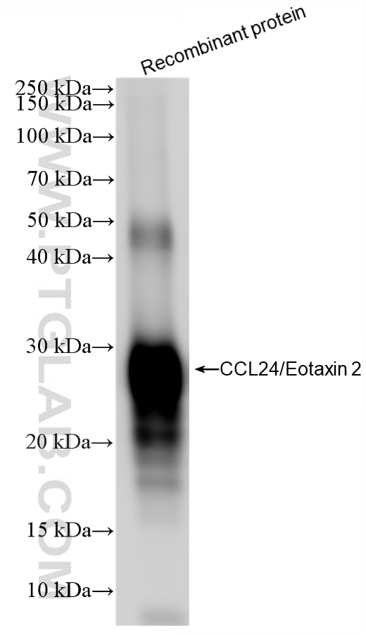 Western Blot (WB) analysis of Recombinant protein using CCL24/Eotaxin 2 Recombinant monoclonal antibody (86287-3-RR)
