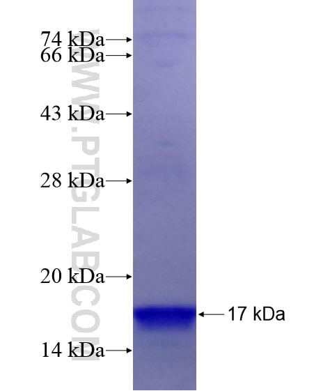 CCL25 fusion protein Ag19051 SDS-PAGE