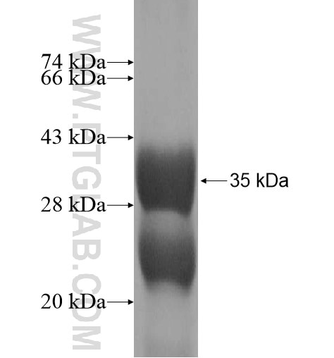 CCL26 fusion protein Ag12585 SDS-PAGE