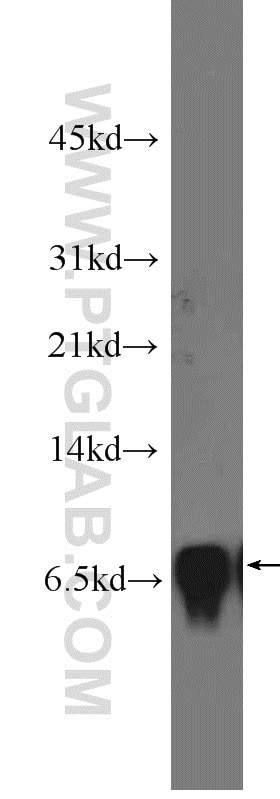 Western Blot (WB) analysis of mouse spleen tissue using CCL28 Polyclonal antibody (18214-1-AP)