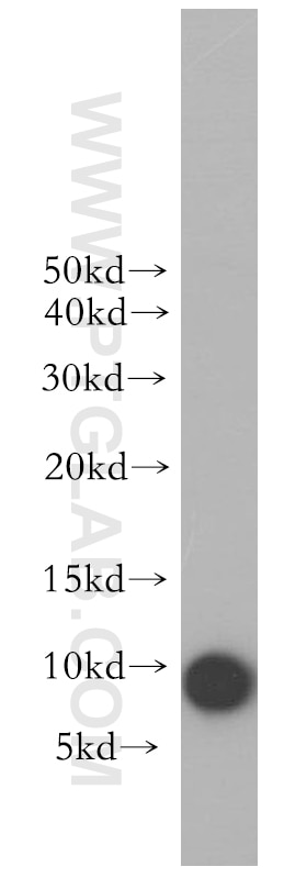 Western Blot (WB) analysis of human spleen tissue using CCL28 Polyclonal antibody (18214-1-AP)