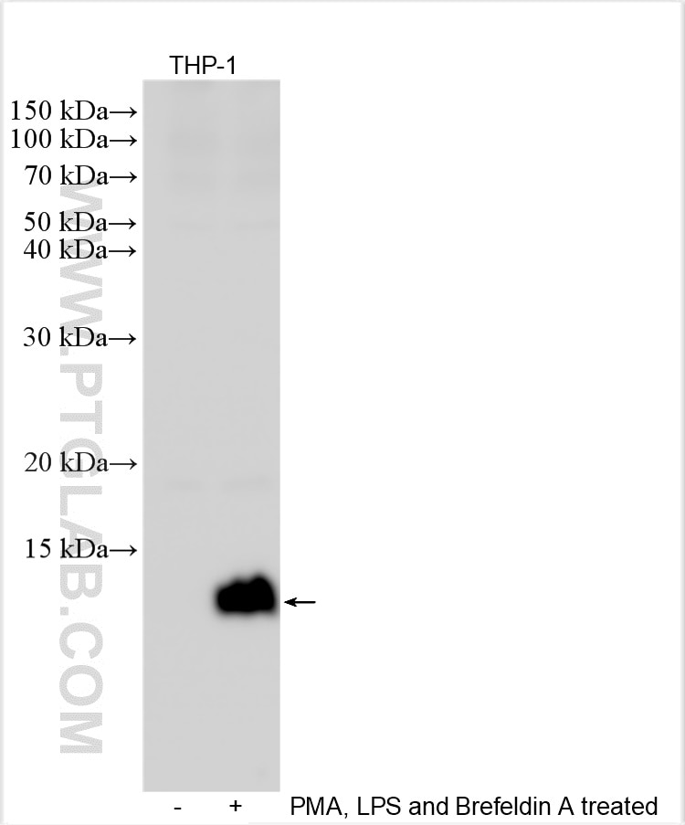 Western Blot (WB) analysis of various lysates using MIP-1 Alpha/CCL3 Polyclonal antibody (16748-1-AP)