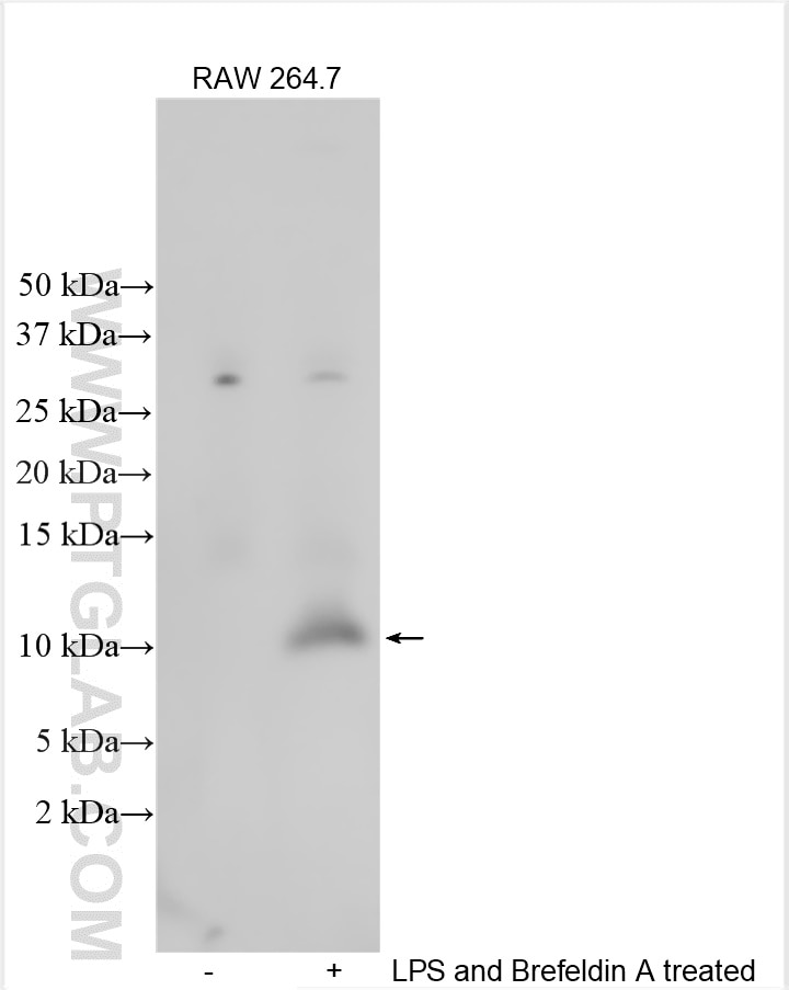 Western Blot (WB) analysis of various lysates using CCL3 Polyclonal antibody (32190-1-AP)