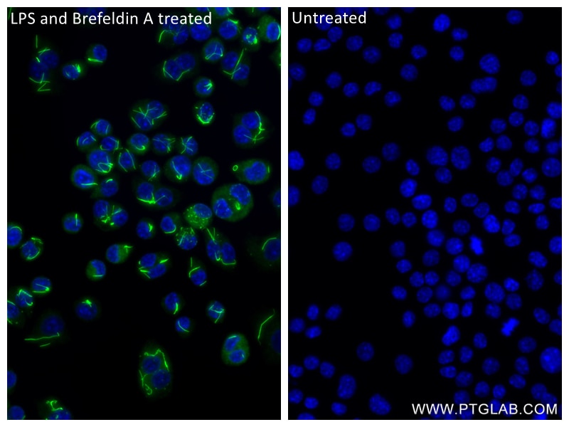 Immunofluorescence (IF) / fluorescent staining of RAW 264.7 cells using CCL3 Recombinant antibody (84701-1-RR)