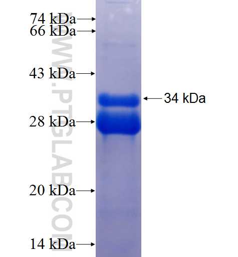 CCL3 fusion protein Ag26764 SDS-PAGE