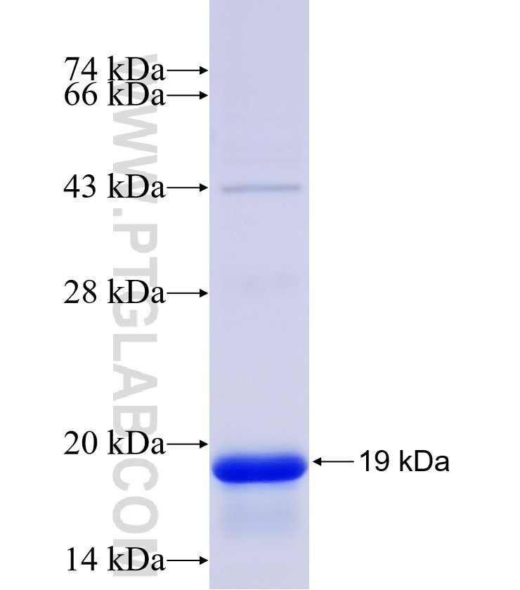 CCL3 fusion protein Ag26982 SDS-PAGE