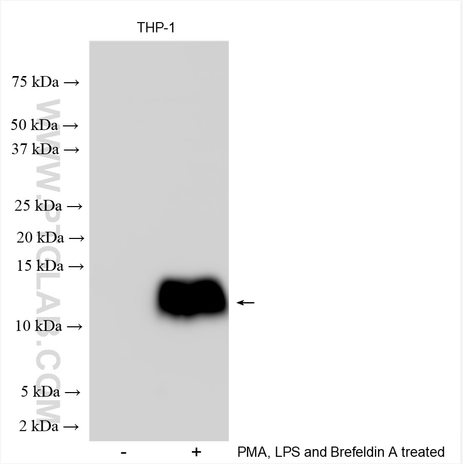 Western Blot (WB) analysis of various lysates using CCL3L1 Polyclonal antibody (12859-1-AP)