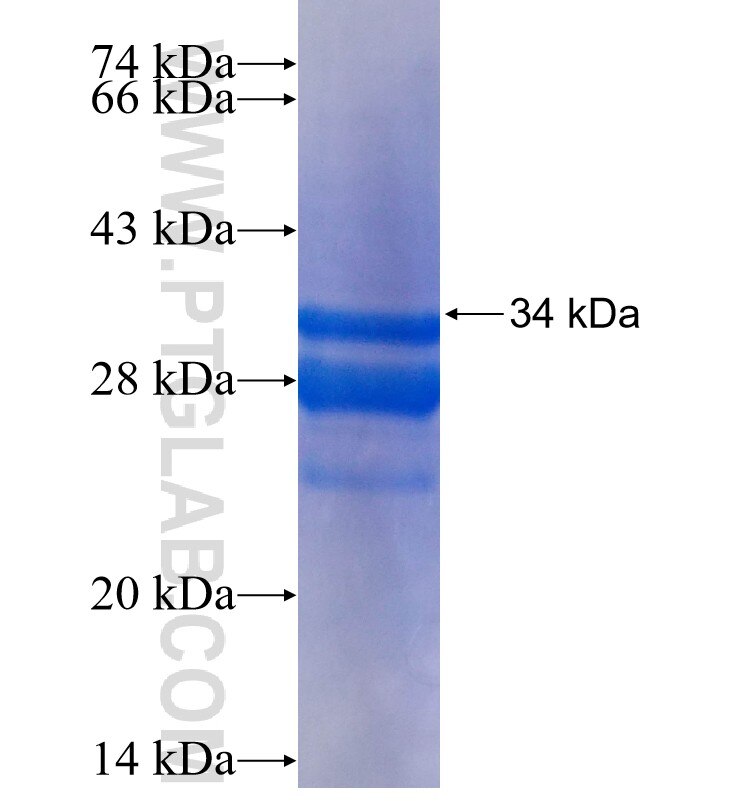 CCL4 fusion protein Ag25070 SDS-PAGE