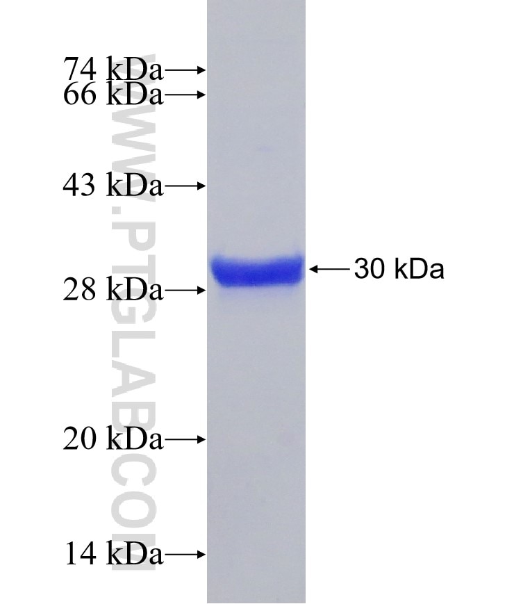 CCL4 fusion protein Ag17928 SDS-PAGE
