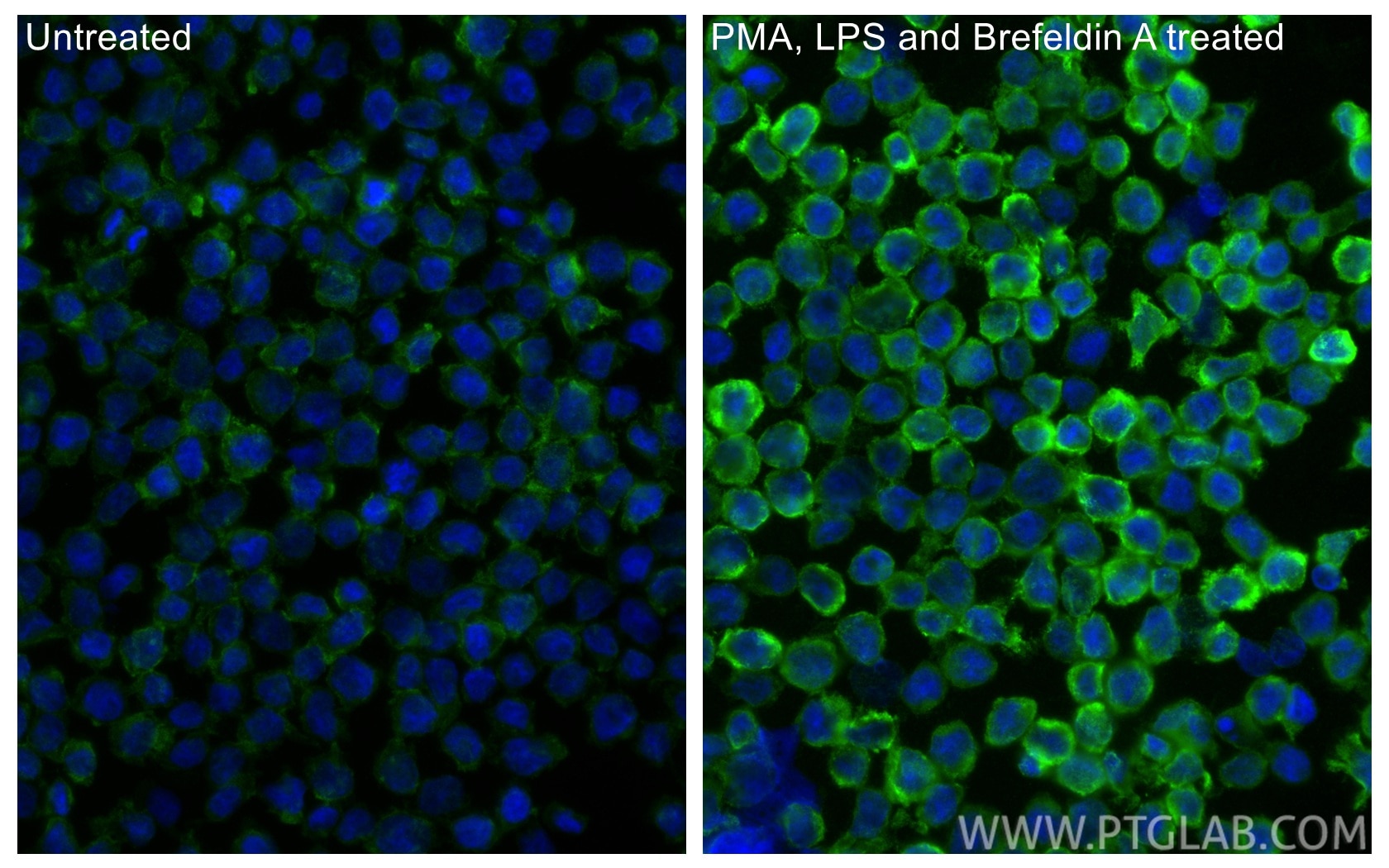 Immunofluorescence (IF) / fluorescent staining of THP-1 cells using CCL4/MIP-1 beta Polyclonal antibody (26614-1-AP)