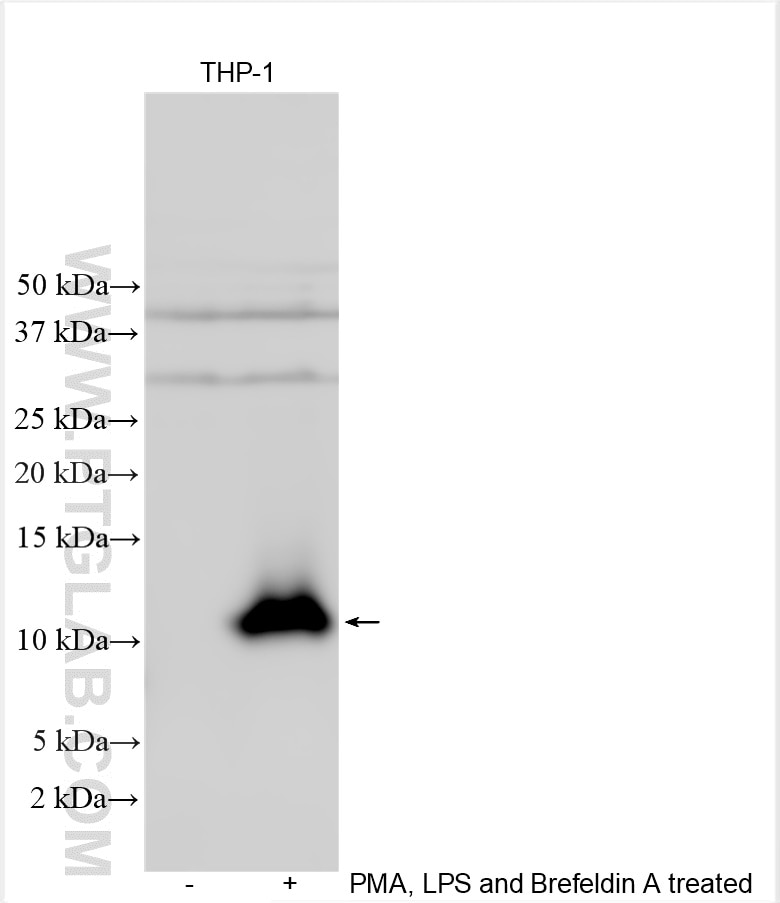 Western Blot (WB) analysis of various lysates using CCL4/MIP-1 beta Polyclonal antibody (26614-1-AP)