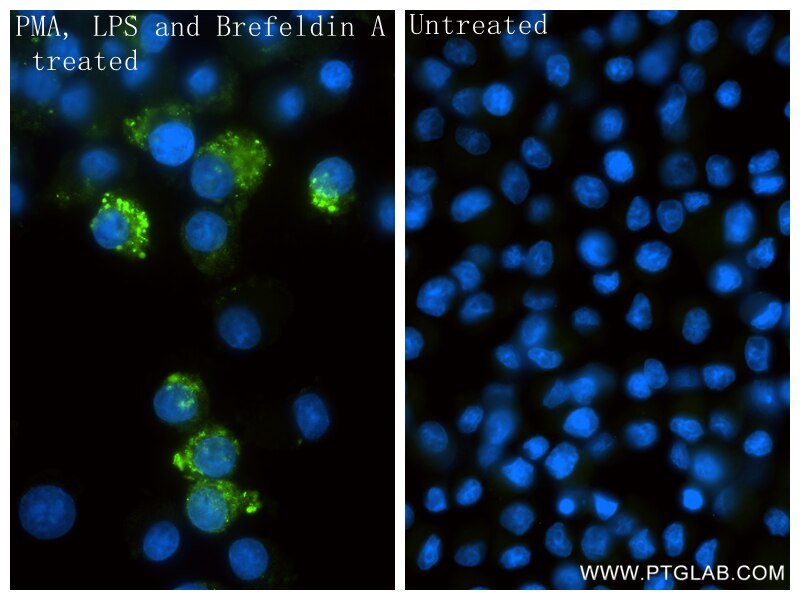 Immunofluorescent analysis of (4% PFA) fixed PMA, LPS and Brefeldin A treated NR8383 cells using CCL4/MIP-1 beta antibody (87439-1-RR, Clone: 251973B10 ) at dilution of 1:800 and CoraLite®488-Conjugated Goat Anti-Rabbit IgG(H+L) (SA00013-2). This data was developed using the same antibody clone with 87439-1-PBS in a different storage buffer formulation. Immunofluorescence (IF) / fluorescent staining of NR8383 cells using CCL4/MIP-1 beta Recombinant monoclonal antibody (87439-1-RR)