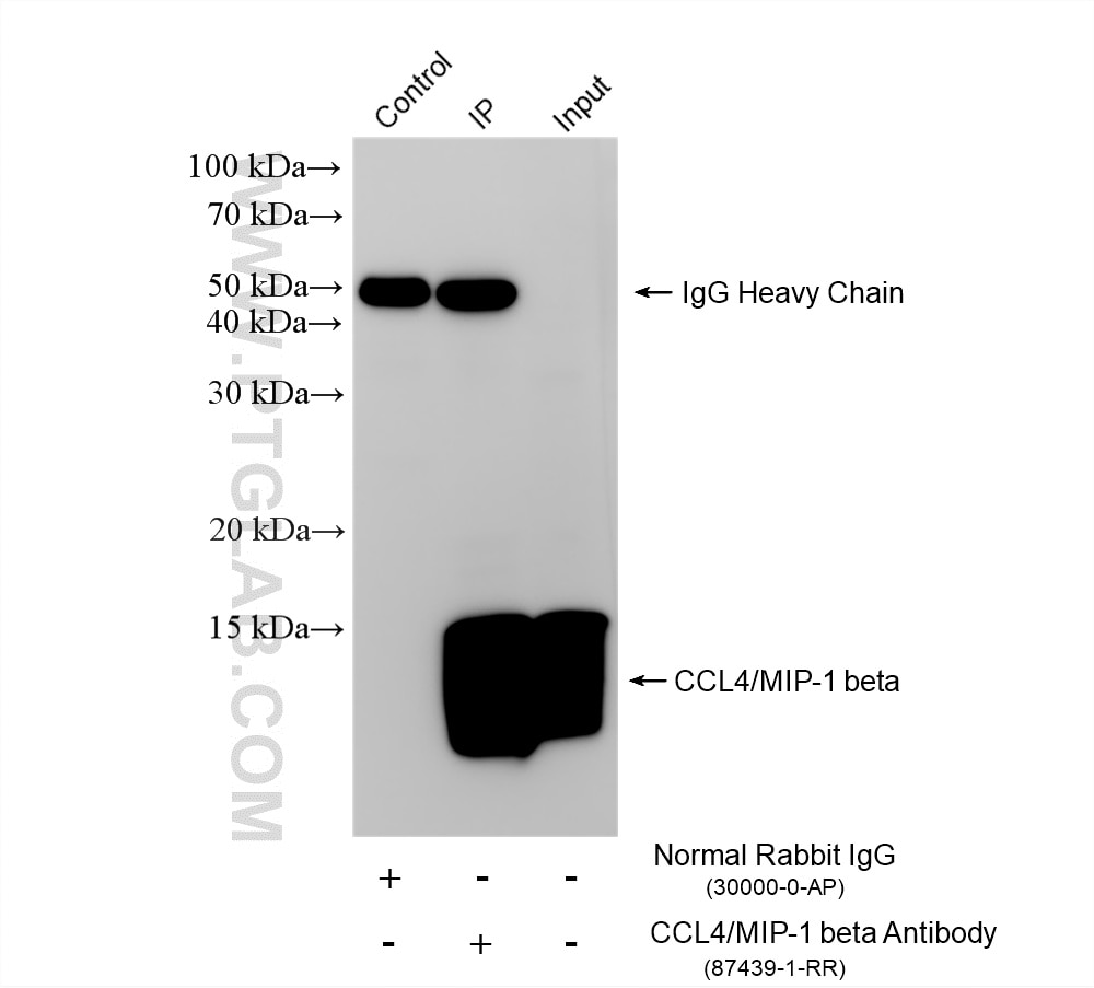 IP result of anti-CCL4/MIP-1 beta (IP:87439-1-RR, 4ug; Detection:87439-1-RR 1:1000) with PMA, LPS and Brefeldin A treated NR8383 cells lysate 800 ug. This data was developed using the same antibody clone with 87439-1-PBS in a different storage buffer formulation. Immunoprecipitation (IP) experiment of NR8383 cells using CCL4/MIP-1 beta Recombinant monoclonal antibody (87439-1-RR)
