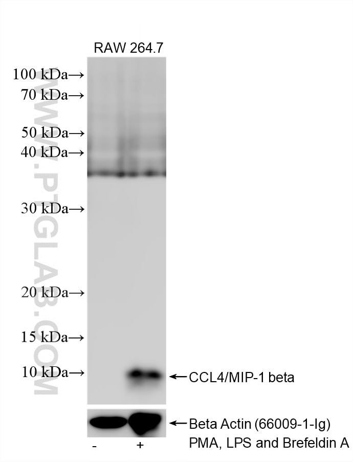 PMA, LPS and Brefeldin A treated RAW 264.7 cells were subjected to SDS PAGE followed by western blot with 87439-1-RR (CCL4/MIP-1 beta antibody) at dilution of 1:5000 incubated at room temperature for 1.5 hours. This data was developed using the same antibody clone with 87439-1-PBS in a different storage buffer formulation. Western Blot (WB) analysis of RAW 264.7 cells using CCL4/MIP-1 beta Recombinant monoclonal antibody (87439-1-RR)