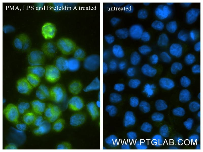 Immunofluorescence (IF) / fluorescent staining of THP-1 cells using CCL4L1 Recombinant monoclonal antibody (87376-1-RR)