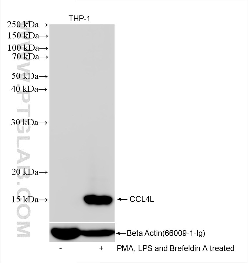 Western Blot (WB) analysis of THP-1 cells using CCL4L1 Recombinant monoclonal antibody (87376-1-RR)