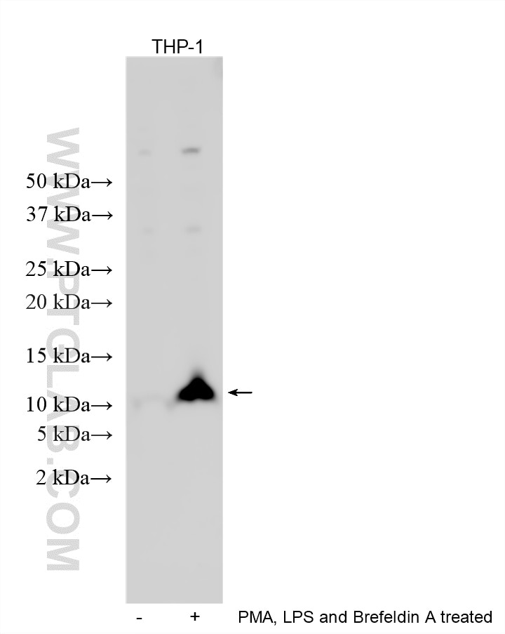 PMA, LPS and Brefeldin A treated THP-1 cells were subjected to SDS PAGE followed by western blot with 12000-1-AP (CCL5/RANTES antibody) at dilution of 1:1000 incubated at room temperature for 1.5 hours. Western Blot (WB) analysis of THP-1 cells using CCL5/RANTES Polyclonal antibody (12000-1-AP)