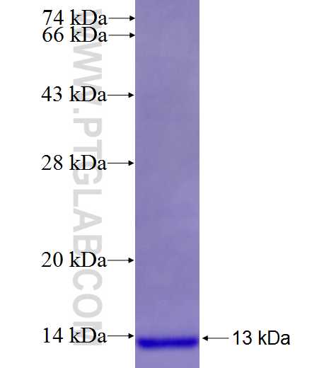 CCL5 fusion protein Ag25352 SDS-PAGE