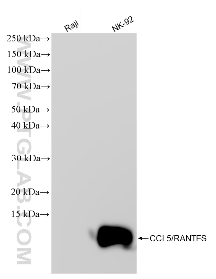 WB analysis using 88173-1-RR Western Blot (WB) analysis of various lysates using CCL5/RANTES Recombinant monoclonal antibody (88173-1-RR)