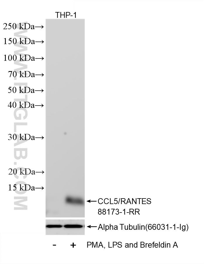 WB analysis using 88173-1-RR Western Blot (WB) analysis of various lysates using CCL5/RANTES Recombinant monoclonal antibody (88173-1-RR)