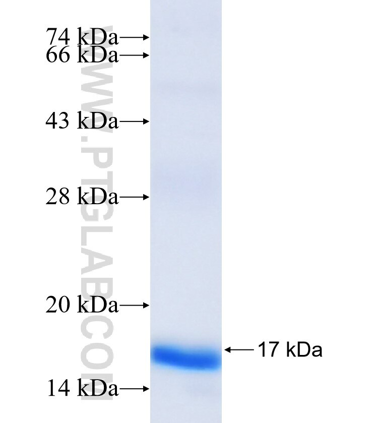 CCL7 fusion protein Ag17681 SDS-PAGE