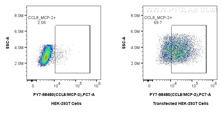 Flow cytometry (FC) experiment of Transfected HEK-293T cells using PE-Cyanine7 Anti-Mouse CCL8/MCP-2 Rabbit Recombina (PY7-98480)