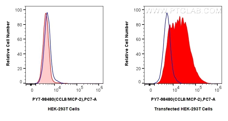 Flow cytometry (FC) experiment of Transfected HEK-293T cells using PE-Cyanine7 Anti-Mouse CCL8/MCP-2 Rabbit Recombina (PY7-98480)