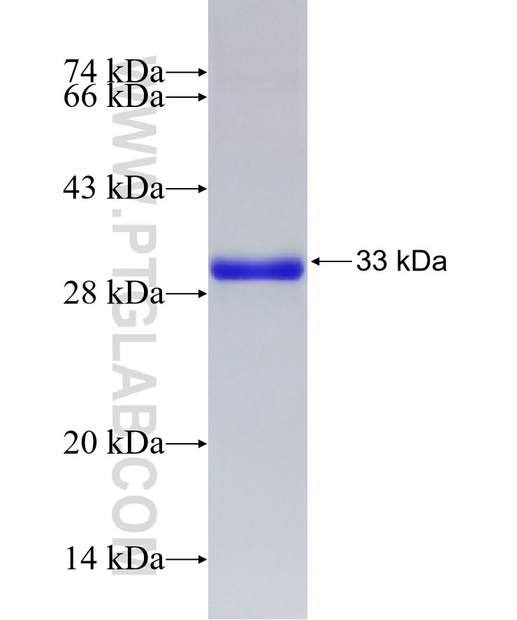 CCM2 fusion protein Ag24232 SDS-PAGE