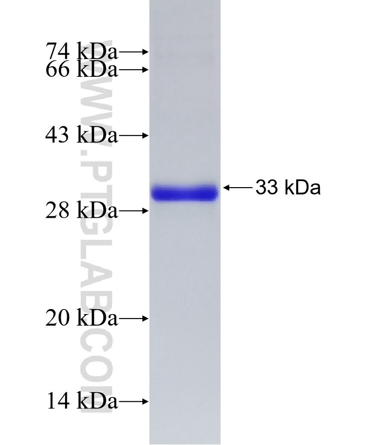 CCM2 fusion protein Ag24232 SDS-PAGE