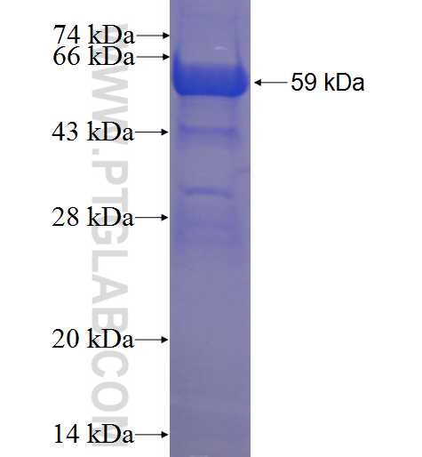 CCM2 fusion protein Ag24233 SDS-PAGE