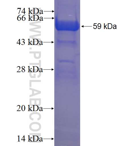 CCM2 fusion protein Ag24233 SDS-PAGE