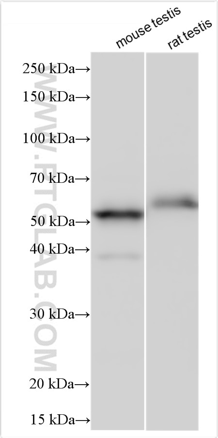 Western Blot (WB) analysis of various lysates using Cyclin A1 Polyclonal antibody (13295-1-AP)