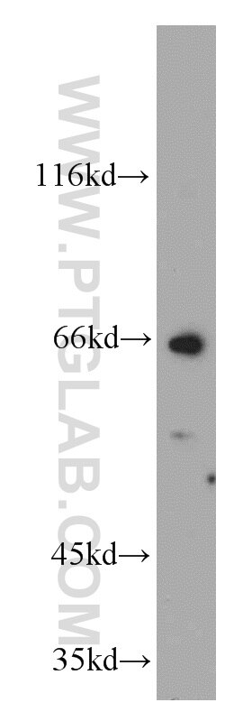 Western Blot (WB) analysis of NIH/3T3 cells using Cyclin A1 Polyclonal antibody (13295-1-AP)