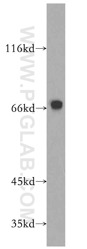 Western Blot (WB) analysis of HEK-293 cells using Cyclin A1 Polyclonal antibody (13295-1-AP)