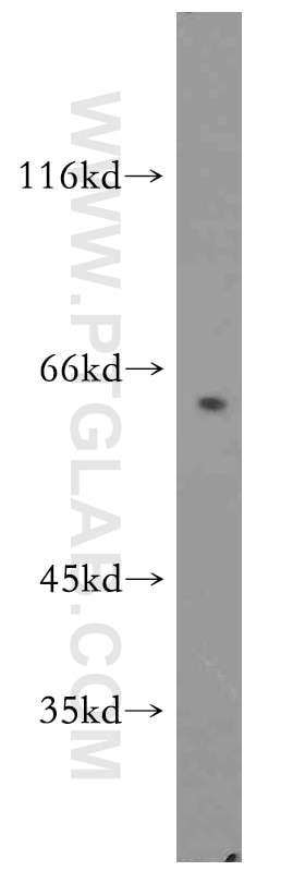 Cyclin A1 Polyclonal antibody