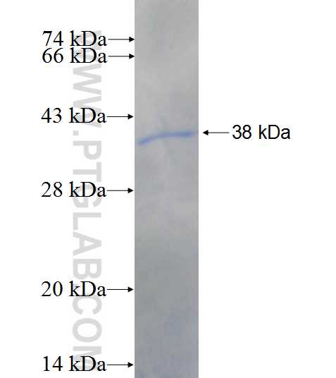 CCNA1 fusion protein Ag25514 SDS-PAGE