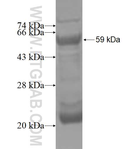 CCNA1 fusion protein Ag4005 SDS-PAGE