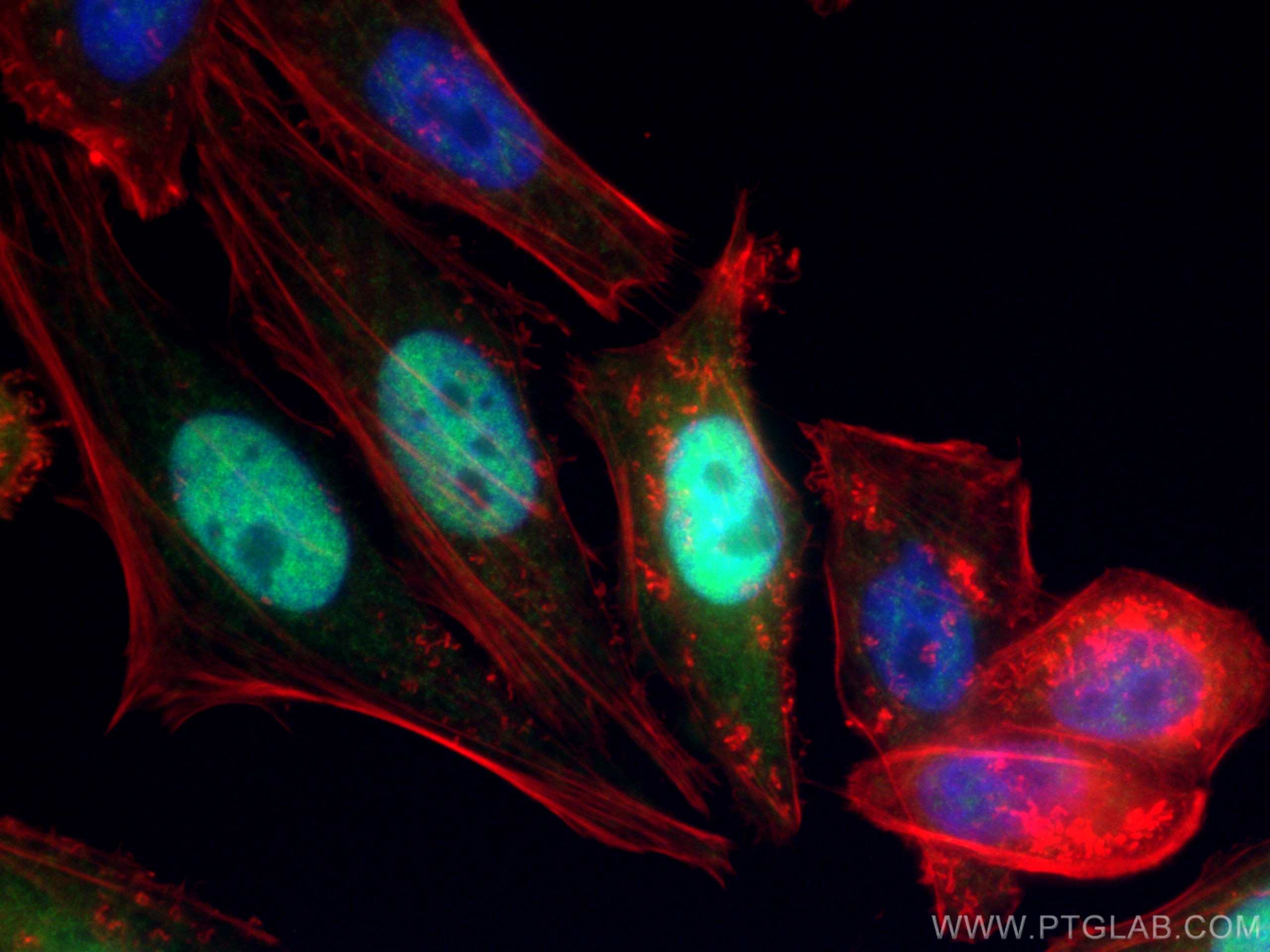 Immunofluorescence (IF) / fluorescent staining of HepG2 cells using Cyclin A2 Polyclonal antibody (18202-1-AP)