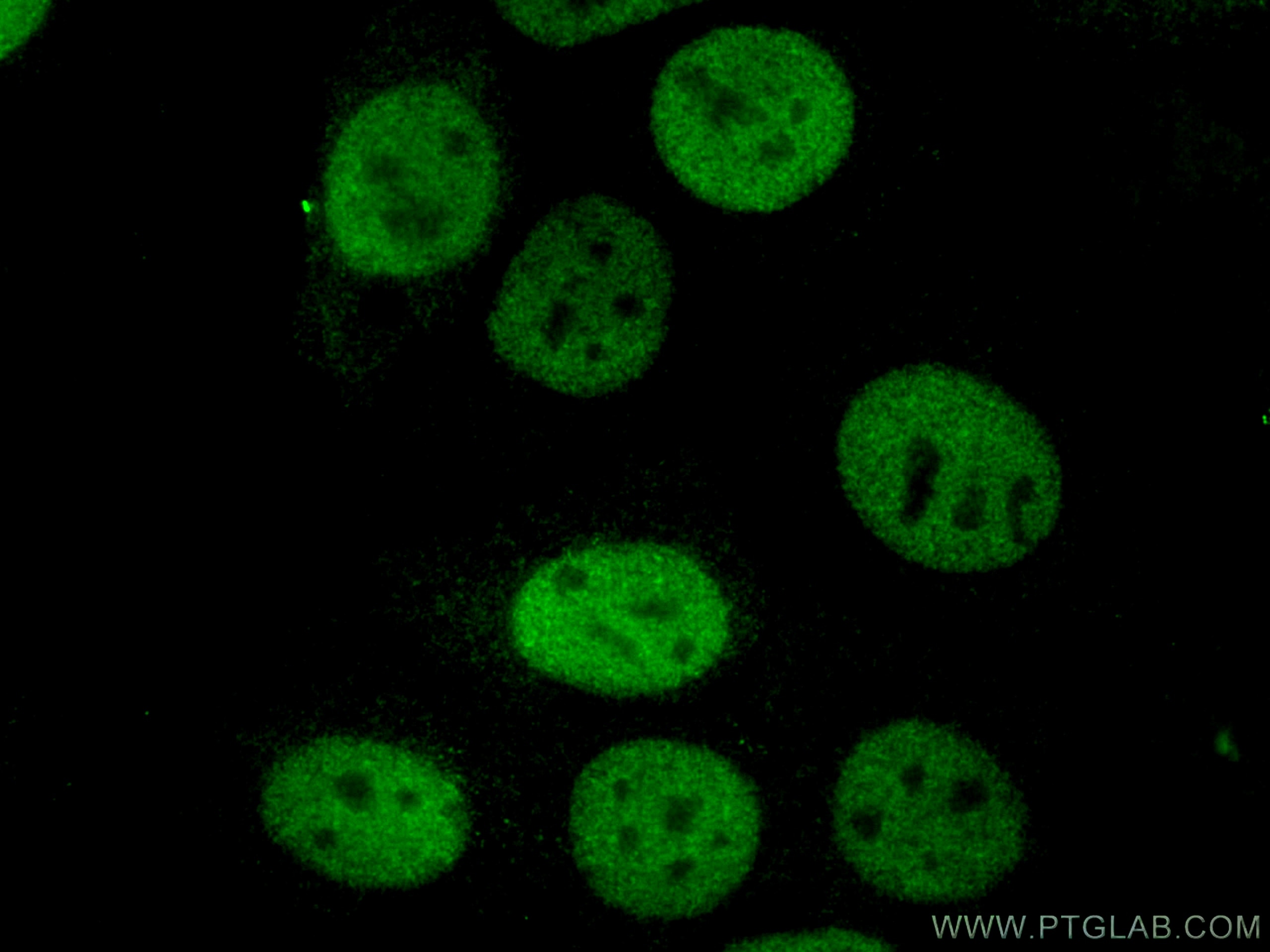 Immunofluorescence (IF) / fluorescent staining of MCF-7 cells using Cyclin A2 Polyclonal antibody (18202-1-AP)