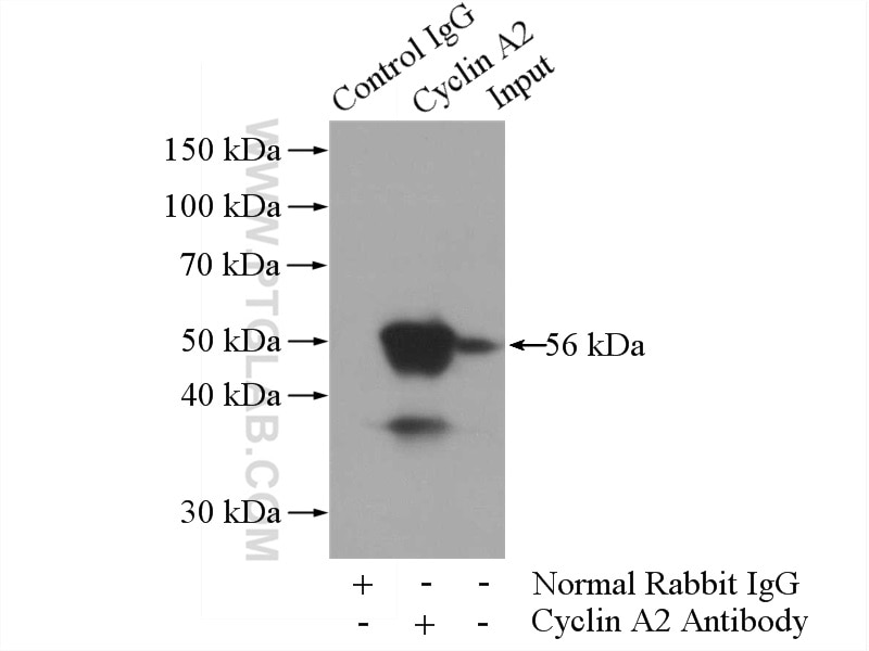 Immunoprecipitation (IP) experiment of HL-60 cells using Cyclin A2 Polyclonal antibody (18202-1-AP)