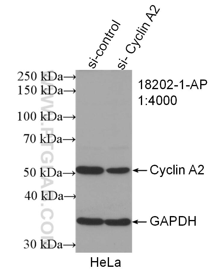 Western Blot (WB) analysis of HeLa cells using Cyclin A2 Polyclonal antibody (18202-1-AP)