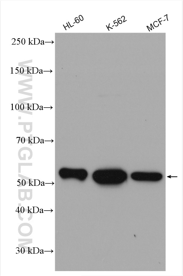 Western Blot (WB) analysis of various lysates using Cyclin A2 Polyclonal antibody (18202-1-AP)