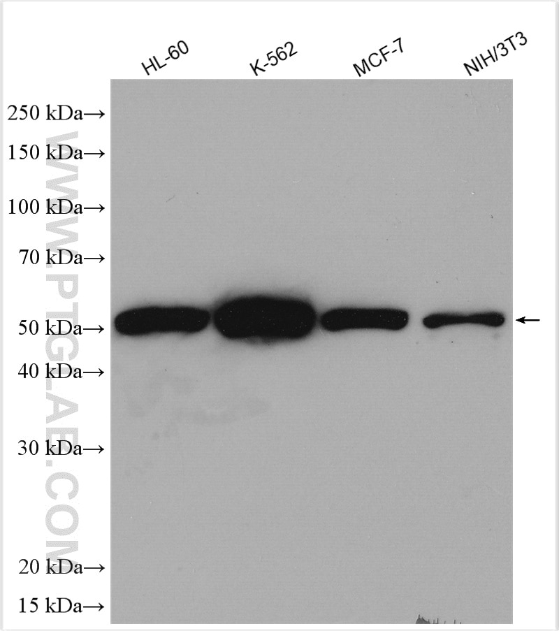 Western Blot (WB) analysis of various lysates using Cyclin A2 Polyclonal antibody (18202-1-AP)