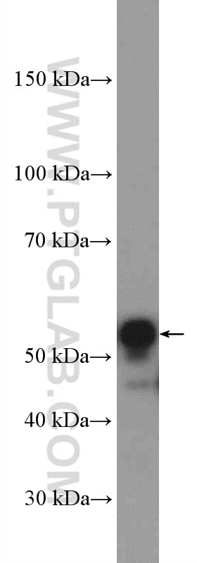 Western Blot (WB) analysis of K-562 cells using Cyclin A2 Polyclonal antibody (18202-1-AP)