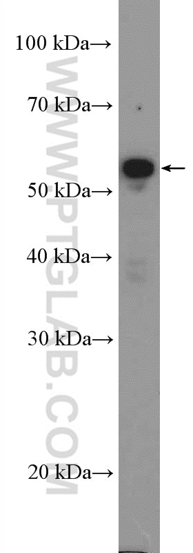 Western Blot (WB) analysis of U-937 cells using Cyclin A2 Polyclonal antibody (18202-1-AP)